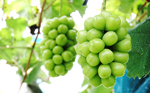 岡山県産冬ぶどう「シャインマスカット」1房（約800g）化粧箱入【2024年11月以降発送】（いばら愛菜館）