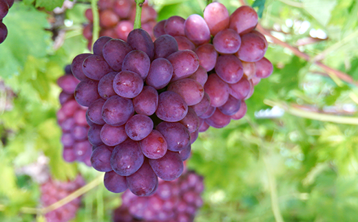 岡山県産冬ぶどう「紫苑」1房（約800g）化粧箱入【2024年11月以降発送】（いばら愛菜館）