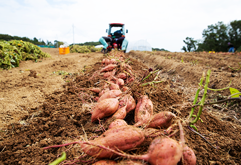 【早雲蜜芋】冷やし焼き芋「ひゃっこいも」500g×2袋