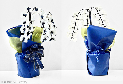 【デニム胡蝶蘭】 -箔- 3本立ち