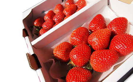 岡山県産いちご「晴苺」秀【2026年2月上旬以降順次発送】