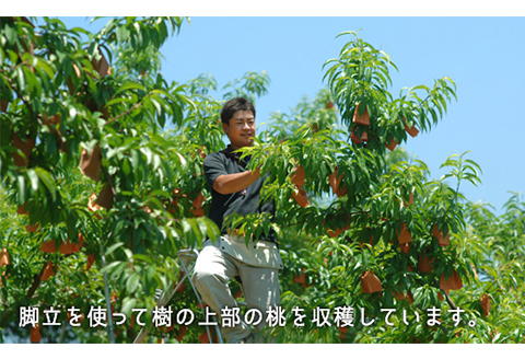 岡山県産「白桃（早生種）」約1.3kg（5～6玉）【26年7月上旬以降に順次発送】