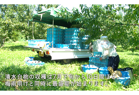 岡山県産「清水白桃」約1.3kg（5～6玉）【26年7月上旬以降に順次発送】