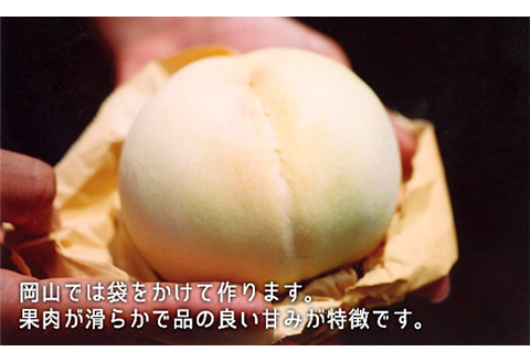 岡山県産「白桃・シャインマスカット」詰合せ 約1.0kg【26年8月下旬以降の出荷分】