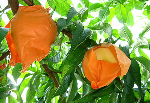 74-15 白桃5玉とシャインマスカット2房セット【2026年7月中旬～8月上旬発送予定】