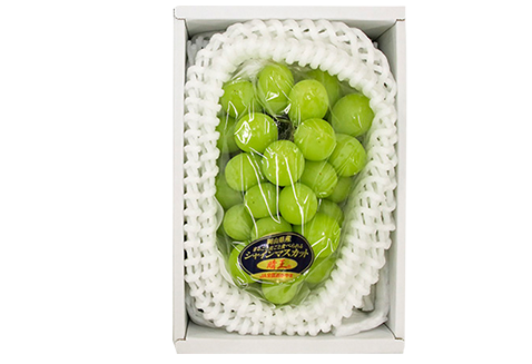 シャインマスカット晴王1房【2026年9月中旬～10月下旬発送予定】（いばら愛菜館）