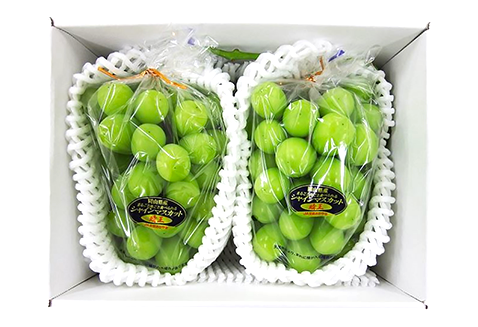 C-31シャインマスカット晴王2房【2026年9月中旬～10月下旬発送予定】（いばら愛菜館）