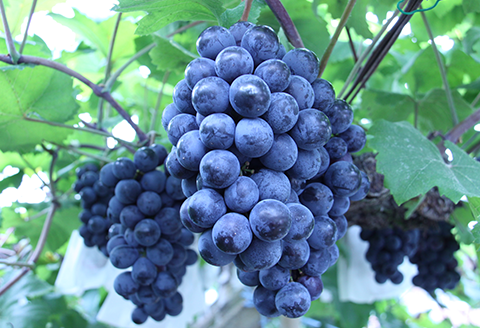 グランポレール岡山マスカットベーリーＡ＜樽熟成＞750ml×2本