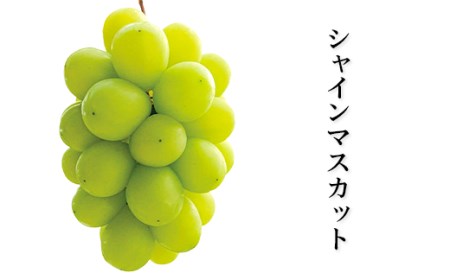 岡山県産冬ぶどう2房【2026年11月以降発送】（いばら愛菜館）