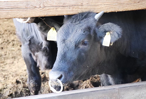 肩ローススライス約500g【美星和牛】
