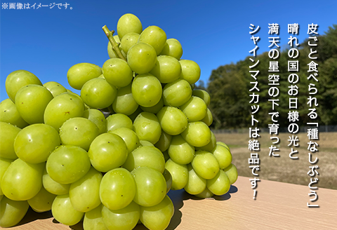 【訳あり】シャインマスカット 2房（1.5kg以上）【2026年10月中旬～11月上旬発送予定】（星のさと・ぶどう工房）
