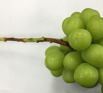 【訳あり】シャインマスカット晴王1房【2026年9月中旬～10月下旬発送予定】（いばら愛菜館）