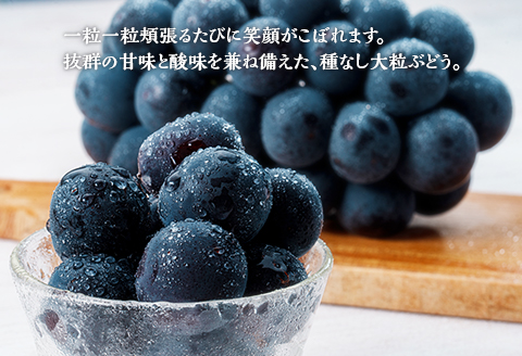 岡山県井原市美星町産 ニューピオーネ 2kg箱（3～5房入り） ご家庭用【2026年8月下旬～9月下旬発送予定】