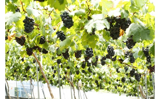 岡山県産 種無し ピオーネ2房（約1.2kg）【2026年8月下旬～9月中旬発送予定】（いばら愛菜館）