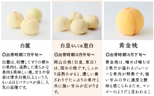 【ご家庭用】岡山白桃 白麗 5～7玉【2026年7月中旬頃から順次発送】