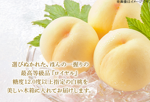 岡山県産 白桃ロイヤル6玉（1玉330ｇ以上）木箱入り【2026年7月上旬～8月中旬発送予定】