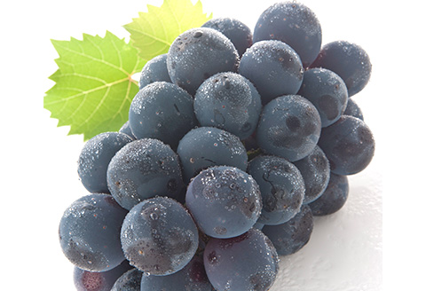 詰合せ 白桃2玉(1玉220g以上)・ニューピオーネ1房(480g以上)・シャインマスカット「晴王」１房(480g以上) 化粧箱入り【2026年7月下旬～8月中旬発送予定】