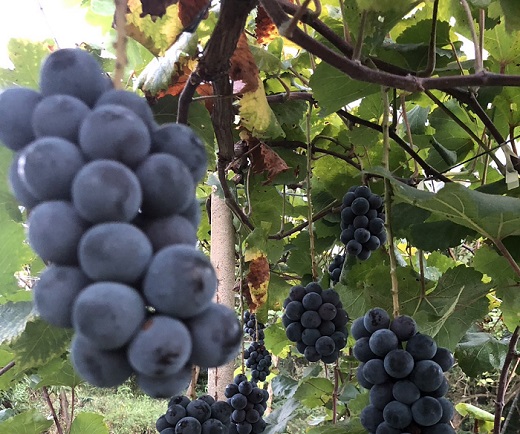 農薬：栽培期間中不使用 ベリーＡ 800g(バラ粒) ご家庭用