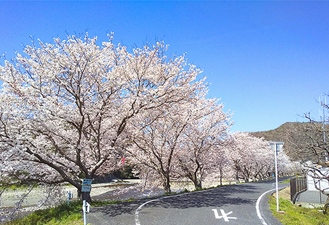 春爛漫！小田川の桜堤を着物で散策(着物レンタル券) 1名様