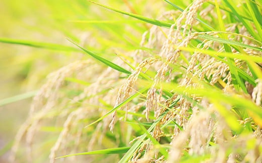 【無洗米】岡山県産あきたこまち 2kg