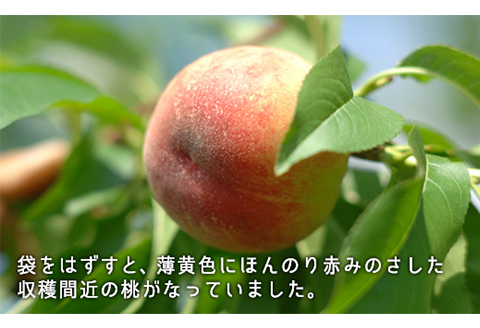 岡山県産「白桃（早生種）」約1.3kg（5～6玉）【26年7月上旬以降に順次発送】
