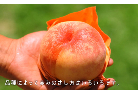 岡山県産「白桃（晩生種）」約1.3kg（5～6玉）【26年8月上旬以降の出荷分】