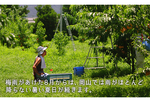 岡山県産「白桃（晩生種）」約2.2kg（大玉6～7玉）【26年8月上旬以降の出荷分】
