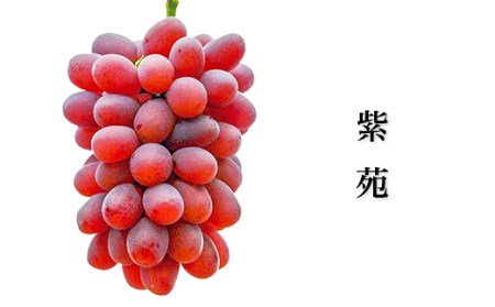 岡山県産冬ぶどう2房【2026年11月以降発送】（いばら愛菜館）