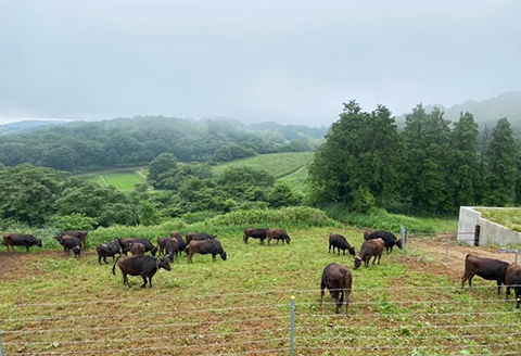 ステーキ切り落とし約460g【美星和牛】