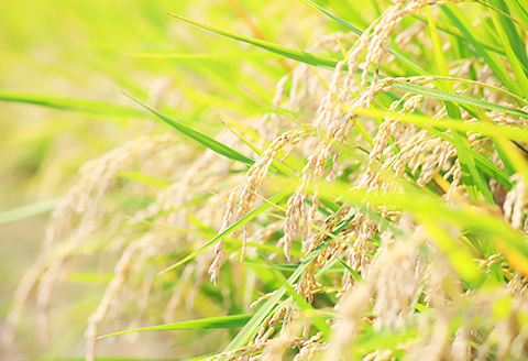 令和7年産【無洗米】岡山県産こしひかり10kg（5kg×2袋）