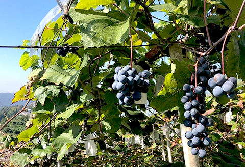 田舎式ワイン「月頭」＆「月泡」２本セット