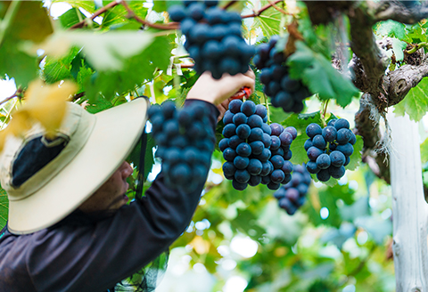 岡山県井原市美星町産 ニューピオーネ 1kg箱（2房入り） ご家庭用【2026年8月下旬～9月下旬発送予定】