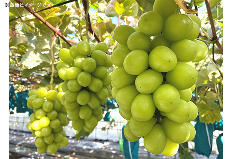 【訳あり】シャインマスカット3房（2.0kg以上）【2026年10月中旬～11月上旬発送予定】（星のさと・ぶどう工房）