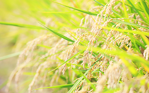 令和7年産【無洗米】岡山県産こしひかり5kg