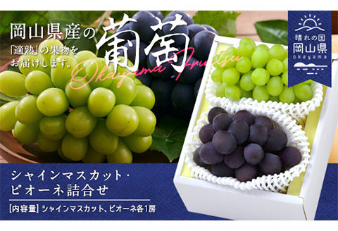 岡山県産「シャインマスカット・ニューピオーネ」詰合せ 約1.0kg【26年8月下旬以降の出荷分】