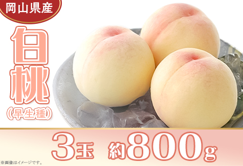 岡山県産 白桃3玉（約800g）【26年7月上旬以降に順次発送】