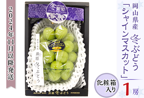 岡山県産冬ぶどう「シャインマスカット」1房（約800g）化粧箱入【2024年11月以降発送】（いばら愛菜館）