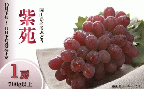 74-20 冬ぶどう「紫苑」1房（700g以上）【2026年10月下旬～11月下旬発送予定】