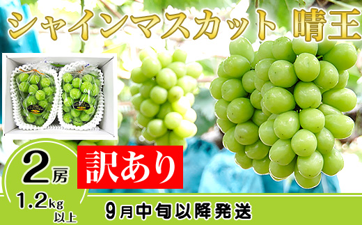 【訳あり】シャインマスカット晴王2房【2026年9月中旬～10月下旬発送予定】（いばら愛菜館）