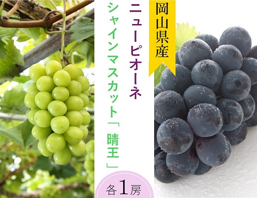 詰合せ ニューピオーネ1房(480g以上)・シャインマスカット「晴王」1房(480g以上) 化粧箱入り【2026年8月下旬～10月上旬発送予定】