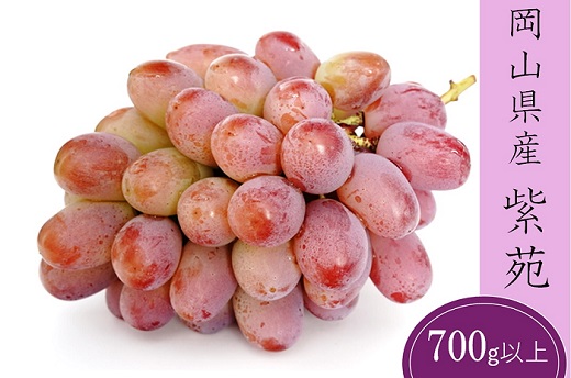 紫苑 1房(700ｇ以上) 化粧箱入り【2026年10月下旬～11月下旬発送予定】