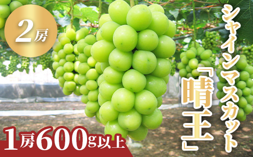 シャインマスカット「晴王」2房 (1房600g以上) 化粧箱入り【2026年8月下旬～10月下旬発送予定】
