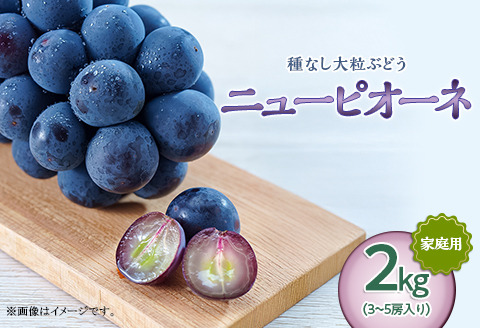 岡山県井原市美星町産 ニューピオーネ 2kg箱（3～5房入り） ご家庭用【2026年8月下旬～9月下旬発送予定】