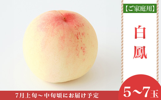 【ご家庭用】岡山白桃 白鳳 5～7玉【2026年7月上旬頃から順次発送】