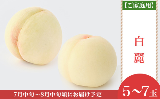 【ご家庭用】岡山白桃 白麗 5～7玉【2026年7月中旬頃から順次発送】