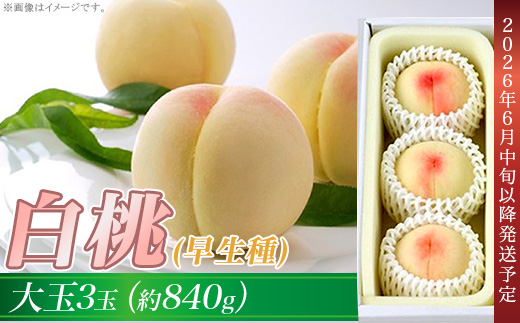 岡山の白桃（早生種）大玉3玉（約840g）【26年6月中旬以降に順次発送】