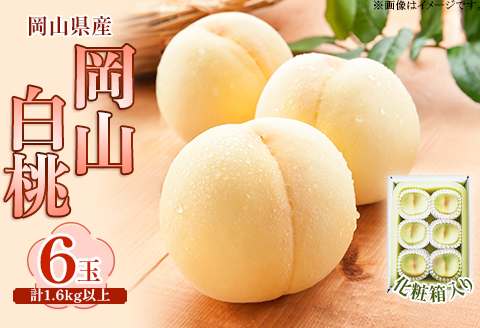 岡山県産 白桃6玉(1.6kg以上) 化粧箱入り【2026年7月上旬～8月中旬発送予定】