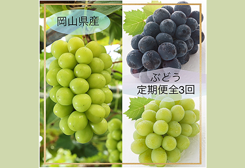岡山県産 ぶどう定期便 全3回【2026年産】
