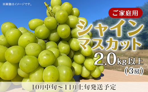 【訳あり】シャインマスカット3房（2.0kg以上）【2026年10月中旬～11月上旬発送予定】（星のさと・ぶどう工房）