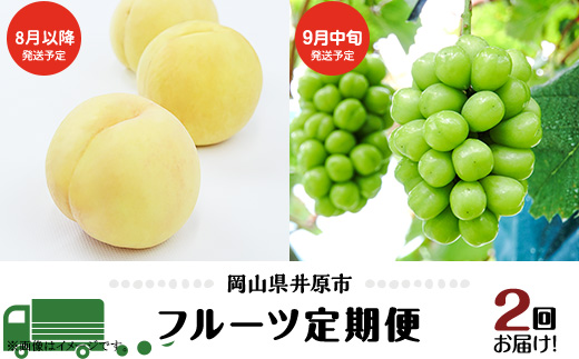 フルーツ 定期便 年2回 2026年 先行予約 岡山 晴王 シャインマスカット 白桃 晩生種 旬 果物 岡山県産 ぶどう もも 定期便